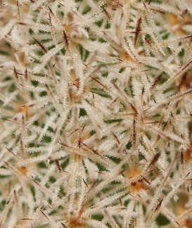 Pygmaeocereus densiaculeatus Sob