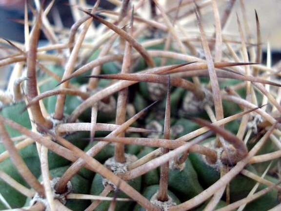 Pyrrhocactus garaventai  Eriosyce garaventae 1 Burzak FG