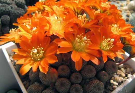 Rebutia Aylostera heliosa (2086 відвідувань) Rebutia Aylostera heliosa