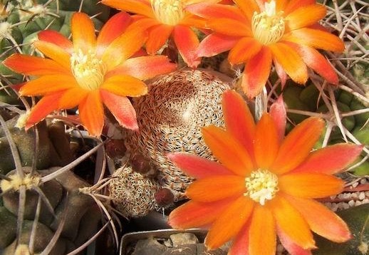Rebutia Aylostera heliosa v condorensis (1875 відвідувань) Rebutia Aylostera heliosa v condorensis