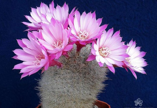Rebutia Aylostera narvaecensis (1959 відвідувань) Rebutia Aylostera narvaecensis
