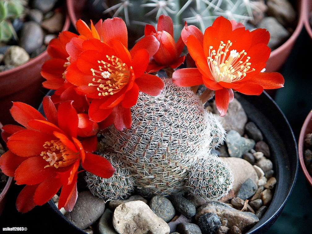 Rebutia heliosa v  solisiodes