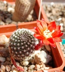 Rebutia krainziana