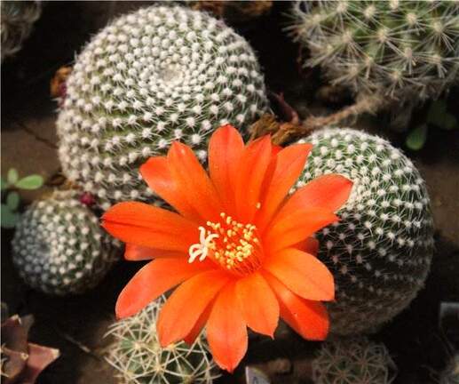 Rebutia krainziana Der FG