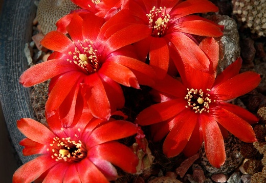 Rebutia mediolobivia haefneriana WR208a Artemiy winner april2012 (1782 відвідувань) Rebutia mediolobivia haefneriana WR208a Artemiy winner april2012