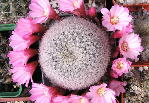 Rebutia narvaecensis (2098 відвідувань) Rebutia narvaecensis