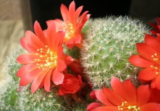 Rebutia senilis Aquator (1670 відвідувань) Rebutia senilis Aquator