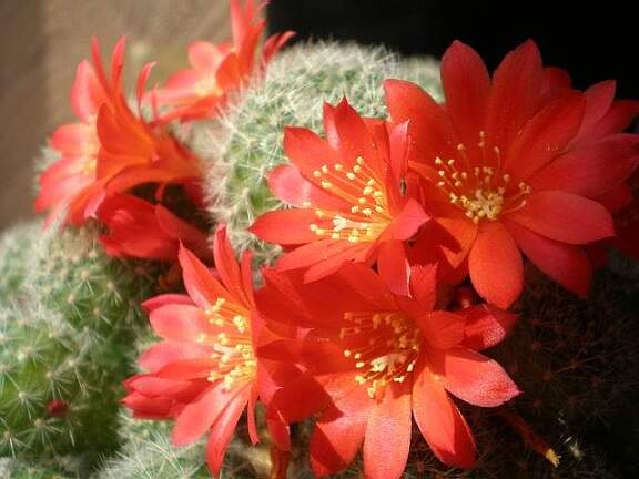 Rebutia senilis Tit FG