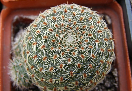 Rebutia theresae (1765 відвідувань) Rebutia theresae