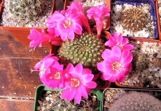 Rebutia violaciflora (1674 відвідувань) Rebutia violaciflora