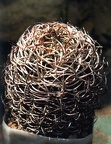 Rоdentiophila atacamensis