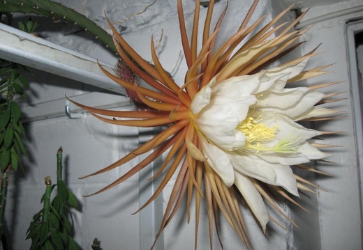 Selenicereus grandiflorus Pl FG (2010 відвідувань) Selenicereus grandiflorus Pl FG