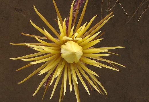 Selenicereus knuthianus (1857 відвідувань) Selenicereus knuthianus