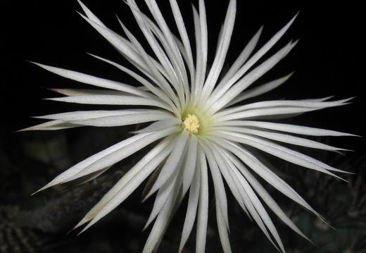 Setiechinopsis mirabilis (2138 відвідувань) Setiechinopsis mirabilis