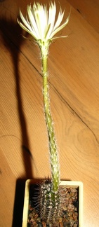 Setiechinopsis mirabilis 001