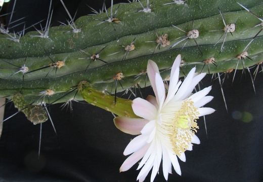 Stetsonia coryne (2522 відвідувань) Stetsonia coryne