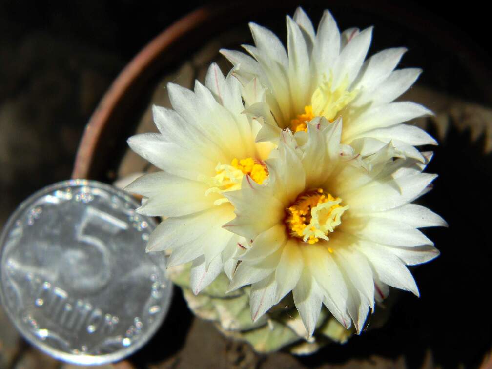 Strombocactus  disciformis Kovtun88