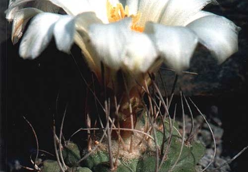 Strombocactus disciformis (2519 відвідувань) Фото и растение Юрия Пикуля (Киев)
Strombocactus disciformis