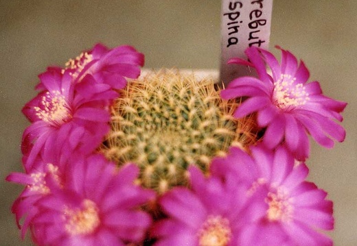 Sulcorebutia flavispina (2348 відвідувань) Фото и растение Elton Roberts (California)
Sulcorebutia flavispina