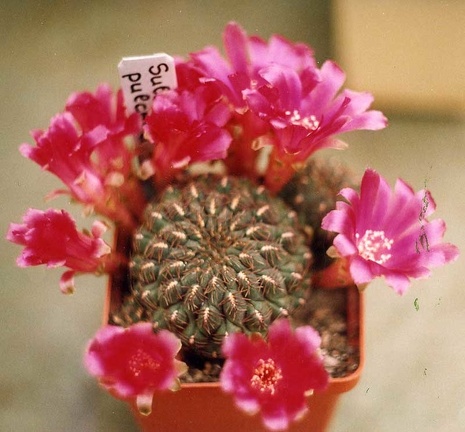 Sulcorebutia pulchra