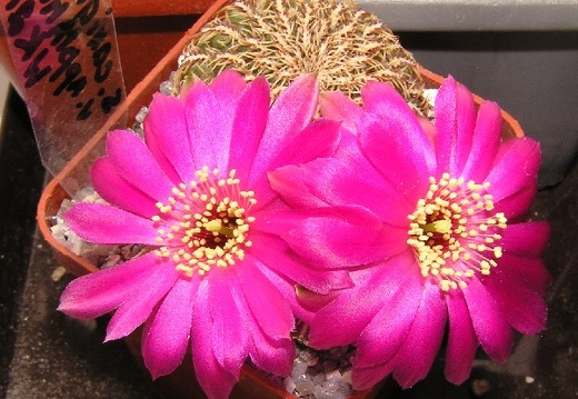 Sulcorebutia applanatawk217a (2155 відвідувань) Sulcorebutia applanatawk217a