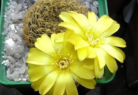 Sulcorebutia candiae1 (2239 відвідувань) Sulcorebutia candiae1