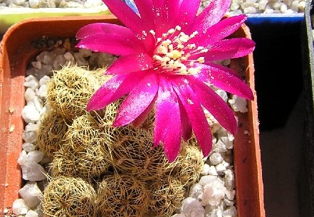 Sulcorebutia crispatahs251 (2296 відвідувань) Sulcorebutia crispatahs251