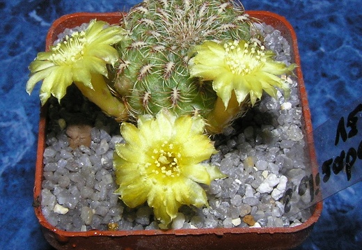 Sulcorebutia elizabethae vz204 (2237 відвідувань) Sulcorebutia elizabethae vz204