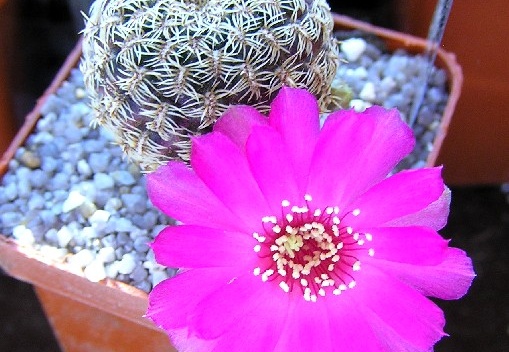 Sulcorebutia gemmaegr18 (1784 відвідувань) Sulcorebutia gemmaegr18