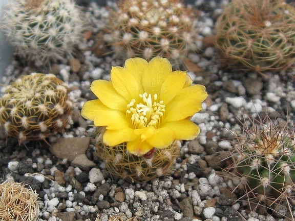 Sulcorebutia krahnii HS 33