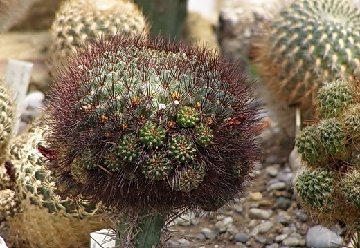 Sulcorebutia mentosa 1 (1634 відвідувань) Sulcorebutia mentosa 1