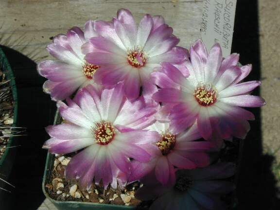 Sulcorebutia rauschii wh  fl