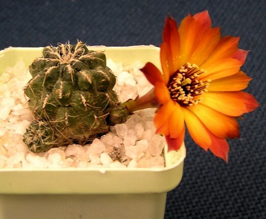 Sulcorebutia tarabuca