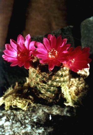 Sulcorebutia breviflora