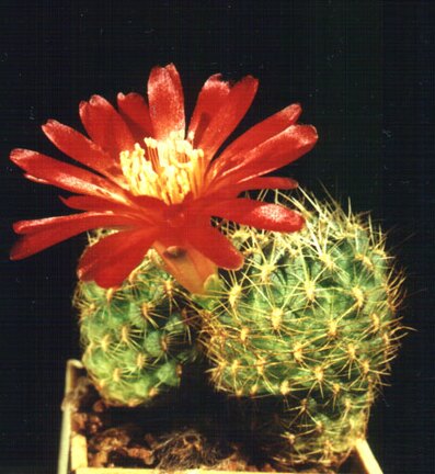 tiraquensis v eiectracanth