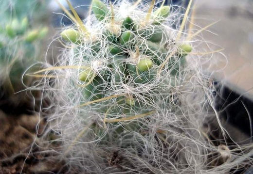 Tephocactus floccosus1 Burzak FG (1921 відвідувань) Tephocactus floccosus1 Burzak FG