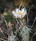 Tephrocactus articulatus Zhyvot