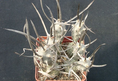 Tephrocactus articulatus v bolivensis (1759 відвідувань) Tephrocactus articulatus v bolivensis