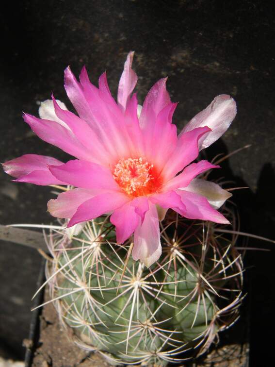 Thelocactus bicolor Kovtun88