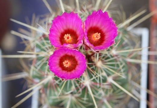 Thelocactus bicolor v bicolor (1803 відвідувань) Thelocactus bicolor v bicolor