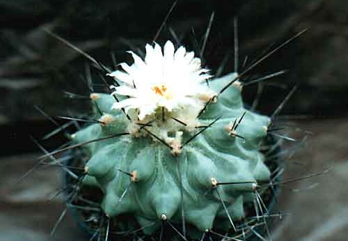Thelocactus lophothele v. longispinum (2640 відвідувань) Фото и растение Александра и Сергея Червинко (Винница)... Thelocactus lophothele v. longispinum