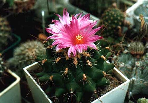 Thelocactus matudae (2778 відвідувань) Фото и растение Александра и Сергея Червинко (Винница)... Thelocactus matudae