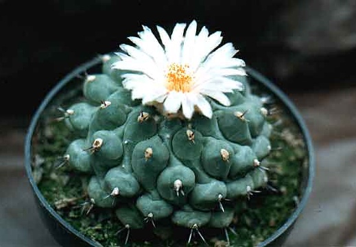 Thelocactus phymatothelos (2909 відвідувань) Фото и растение Александра и Сергея Червинко (Винница)... Thelocactus phymatothelos