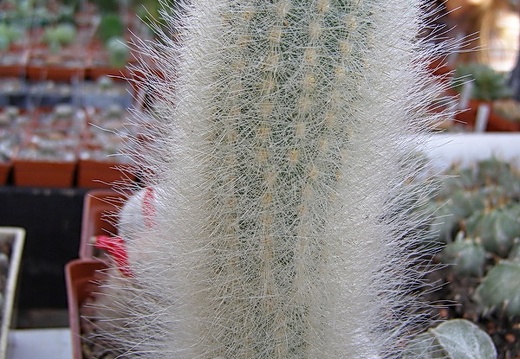 Trixanthocereus senilis (2178 відвідувань) Trixanthocereus senilis