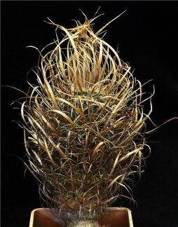 Toumeya papyracantha  Leo