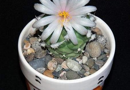 Ph Turbinicarpus lophophoroides Moksa (1761 відвідувань) Ph Turbinicarpus lophophoroides Moksa