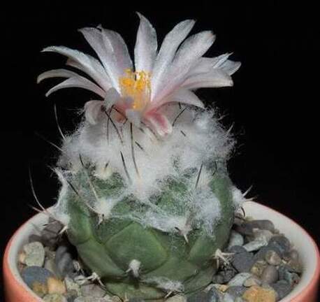Ph Turbinicarpus lophophoroides VitNat