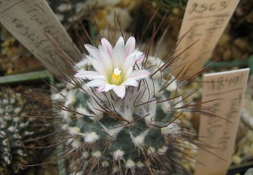 Ph Turbinicarpus roseiflorus Galin (1709 відвідувань) Ph Turbinicarpus roseiflorus Galin