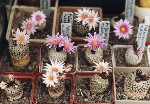 Turbinicarpus valdezianus (2540 відвідувань) Фото и растения Александра и Сергея Червинко (Винница) Turbinicarpus valdezianus