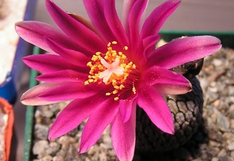 Turbinicarpus pseudopectinatus v rubriflorus (1838 відвідувань) Turbinicarpus pseudopectinatus v rubriflorus